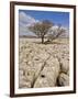 Tree Growing Through the Limestone, Yorkshire Dales National Park, Yorkshire, England-Neale Clark-Framed Photographic Print