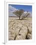 Tree Growing Through the Limestone, Yorkshire Dales National Park, Yorkshire, England-Neale Clark-Framed Photographic Print