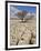 Tree Growing Through the Limestone, Yorkshire Dales National Park, Yorkshire, England-Neale Clark-Framed Photographic Print