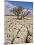 Tree Growing Through the Limestone, Yorkshire Dales National Park, Yorkshire, England-Neale Clark-Mounted Photographic Print