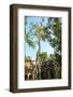 Tree Grown over Ta Prohm Temple, Cambodia-David Ionut-Framed Photographic Print