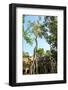 Tree Grown over Ta Prohm Temple, Cambodia-David Ionut-Framed Photographic Print