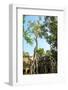 Tree Grown over Ta Prohm Temple, Cambodia-David Ionut-Framed Photographic Print