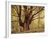 Tree, Harewood, Old, Huge-Thonig-Framed Photographic Print