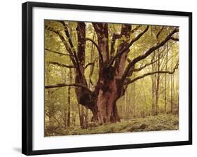 Tree, Harewood, Old, Huge-Thonig-Framed Photographic Print