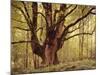 Tree, Harewood, Old, Huge-Thonig-Mounted Photographic Print