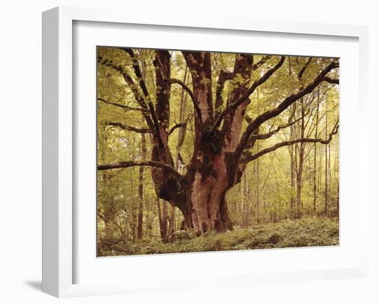 Tree, Harewood, Old, Huge-Thonig-Framed Photographic Print