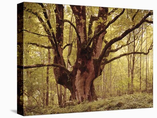 Tree, Harewood, Old, Huge-Thonig-Stretched Canvas