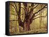 Tree, Harewood, Old, Huge-Thonig-Framed Stretched Canvas