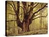 Tree, Harewood, Old, Huge-Thonig-Stretched Canvas