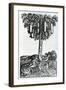 Tree Harvest from 'Singularities of France Antarctique', by Andre De Thevet, 1558-null-Framed Giclee Print