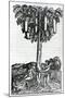 Tree Harvest from 'Singularities of France Antarctique', by Andre De Thevet, 1558-null-Mounted Giclee Print