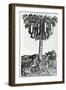 Tree Harvest from 'Singularities of France Antarctique', by Andre De Thevet, 1558-null-Framed Giclee Print