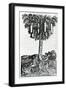 Tree Harvest from 'Singularities of France Antarctique', by Andre De Thevet, 1558-null-Framed Giclee Print