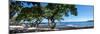 Tree Heliotrope on Beach, Kukio Bay, Kailua Kona, Hawaii, USA-null-Mounted Photographic Print