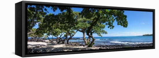 Tree Heliotrope on Beach, Kukio Bay, Kailua Kona, Hawaii, USA-null-Framed Stretched Canvas