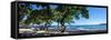 Tree Heliotrope on Beach, Kukio Bay, Kailua Kona, Hawaii, USA-null-Framed Stretched Canvas