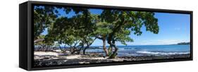 Tree Heliotrope on Beach, Kukio Bay, Kailua Kona, Hawaii, USA-null-Framed Stretched Canvas
