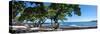 Tree Heliotrope on Beach, Kukio Bay, Kailua Kona, Hawaii, USA-null-Stretched Canvas