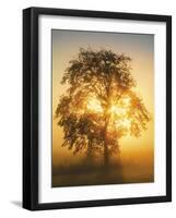 Tree Highlights-Mikael Svensson-Framed Giclee Print