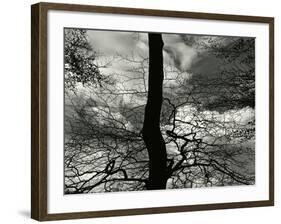 Tree, Holland, c. 1970-Brett Weston-Framed Photographic Print