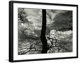 Tree, Holland, c. 1970-Brett Weston-Framed Photographic Print