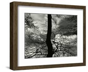 Tree, Holland, c. 1970-Brett Weston-Framed Photographic Print