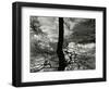 Tree, Holland, c. 1970-Brett Weston-Framed Photographic Print