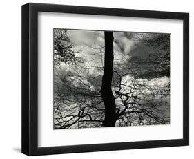 Tree, Holland, c. 1970-Brett Weston-Framed Photographic Print