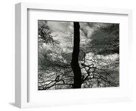 Tree, Holland, c. 1970-Brett Weston-Framed Photographic Print