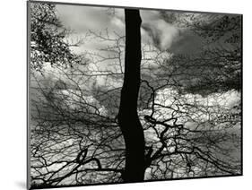 Tree, Holland, c. 1970-Brett Weston-Mounted Photographic Print
