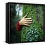 Tree Hugger-Michael Prince-Framed Stretched Canvas