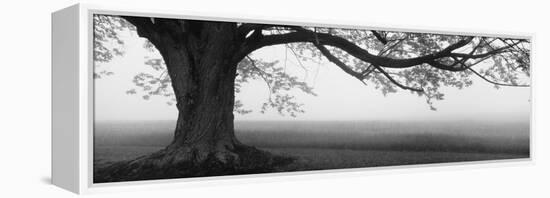 Tree in a Farm, Knox Farm State Park, East Aurora, New York State, USA-null-Framed Stretched Canvas