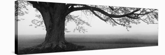 Tree in a Farm, Knox Farm State Park, East Aurora, New York State, USA-null-Stretched Canvas