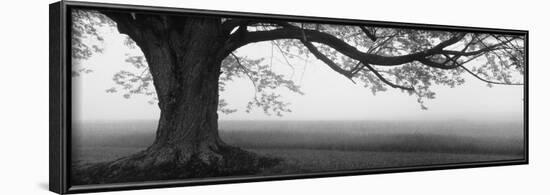 Tree in a Farm, Knox Farm State Park, East Aurora, New York State, USA-null-Framed Photographic Print