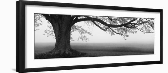 Tree in a Farm, Knox Farm State Park, East Aurora, New York State, USA-null-Framed Photographic Print