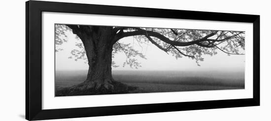 Tree in a Farm, Knox Farm State Park, East Aurora, New York State, USA-null-Framed Photographic Print