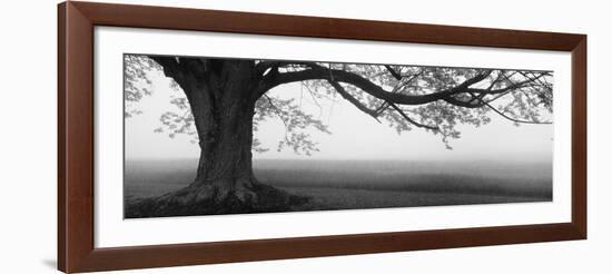 Tree in a Farm, Knox Farm State Park, East Aurora, New York State, USA-null-Framed Photographic Print