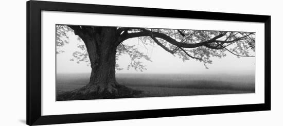 Tree in a Farm, Knox Farm State Park, East Aurora, New York State, USA-null-Framed Photographic Print