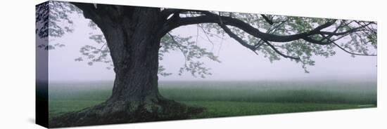 Tree in a Farm, Knox Farm State Park, East Aurora, New York, USA-null-Stretched Canvas