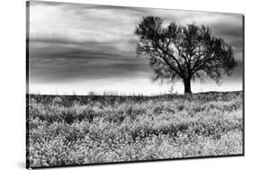 Tree in a Field, Severville, Tennessee-null-Stretched Canvas
