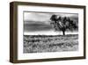 Tree in a Field, Severville, Tennessee-null-Framed Art Print