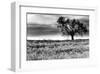 Tree in a Field, Severville, Tennessee-null-Framed Art Print