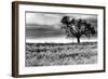 Tree in a Field, Severville, Tennessee-null-Framed Art Print