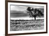 Tree in a Field, Severville, Tennessee-null-Framed Art Print