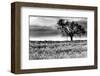 Tree in a Field, Severville, Tennessee-null-Framed Art Print