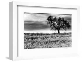 Tree in a Field, Severville, Tennessee-null-Framed Art Print