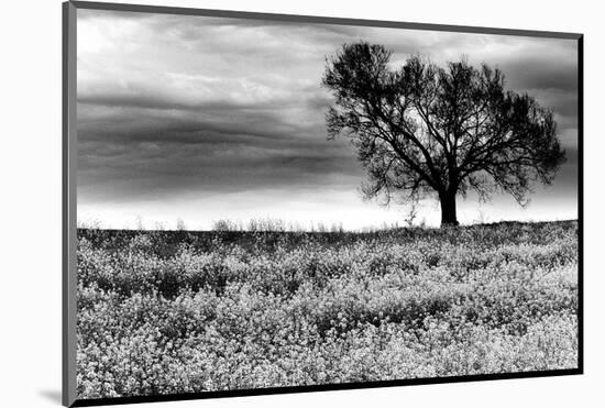 Tree in a Field, Severville, Tennessee-null-Mounted Art Print