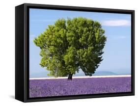 Tree in a Lavender Field, Valensole Plateau, Provence, France-Nadia Isakova-Framed Stretched Canvas