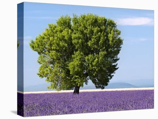 Tree in a Lavender Field, Valensole Plateau, Provence, France-Nadia Isakova-Stretched Canvas